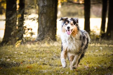 Avustralya çoban köpeği doğada Prag yakınlarında, Czech cumhuriyetinde koşuyor. Çok mutlu..