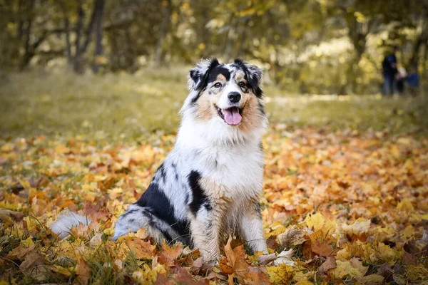 Avustralya çobanı doğanın içinde yapraklarla oturuyor. Çok tatlı bir köpek..