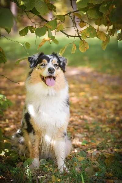 Pastor Australiano Está Sentado Camino Ella Muy Feliz Afuera Otoño —  Fotos de Stock