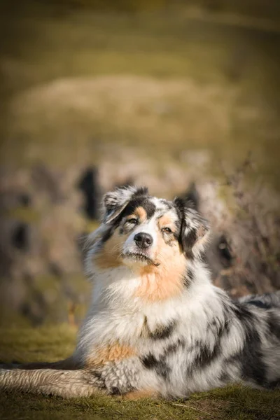 Portret Van Australische Herder Met Een Verbazingwekkende Achtergrond Geweldige Herfst — Stockfoto