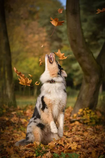 Crazy Australian shepherd is catching leaves in air. She is so crazy dog.