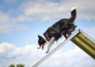 Çılgın sınır çobanı çeviklik parkında koşuyor. Rekabet için yeni şeyler öğretiyor..