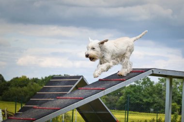 Çılgın beyaz köpek çeviklik parkında köpek yürüyüşü yapıyor. Rekabet için yeni şeyler öğretiyor..