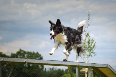 Sınır çobanı köpek gezintisinde çeviklik parkında koşuyor. Rekabet için yeni şeyler öğretiyor..