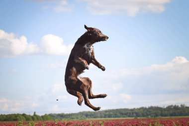 Sınırdaki çılgın çoban köpeği kırmızı yoncaya atlıyor. O kadar uzundu ki atlamak zorunda kaldı..