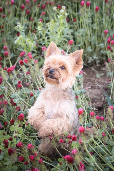 Perrito Yorkshire Está Mendigando Trébol Carmesí Ella Muy Feliz Afuera — Foto de Stock