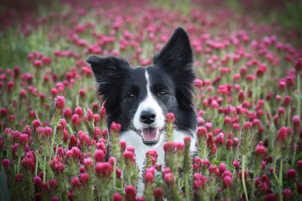 Felnőtt Határ Menti Collie Bíbor Lóherében Van Olyan Vicces Arca — Stock Fotó