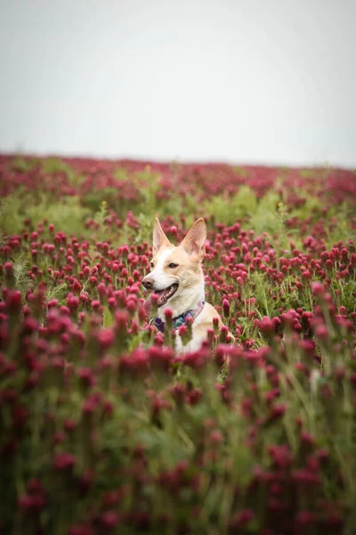 Jung Cão Branco Está Sentado Alto Trevo Ela Tem Uma — Fotografia de Stock