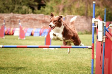 Sınır çobanı engelleri aşıyor. Czech çeviklik özel eğitiminde harika bir gün.
