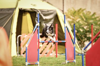 Bluemerle border collie engelleri aşıyor. Czech çeviklik özel eğitiminde harika bir gün.