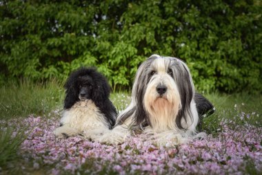 Sakallı Collie ve kardeşi pembe çiçek yaprakları içinde kaniş. Fotoğraf çekmeyi seviyorlar.