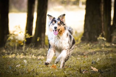 Avustralya çoban köpeği doğada Prag yakınlarında, Czech cumhuriyetinde koşuyor. Çok mutlu..