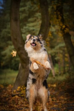 Çılgın Avustralyalı çoban havada yaprak yakalıyor. Çok çılgın bir köpek..