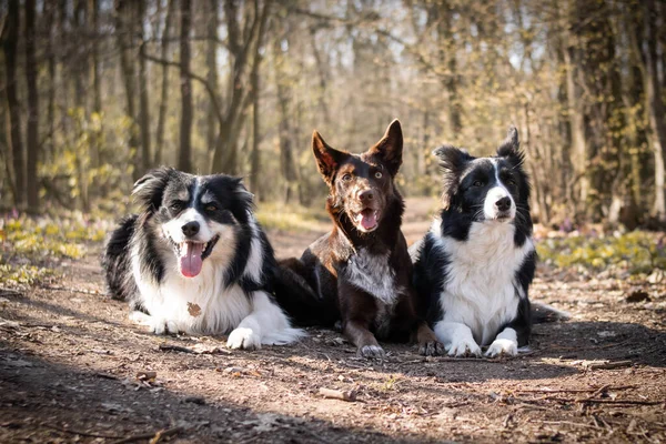Üç tane sınır köpeği yolda ormanda yatıyor. Çok sabırlılar..
