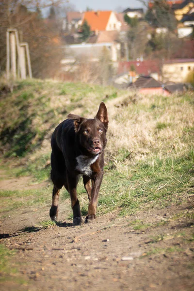 국경에 콜리의 강아지가 달리고 있습니다 그녀는 행복하고 개입니다 그녀는 움직이는걸좋아 — 스톡 사진