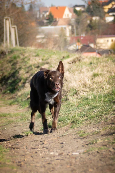 Puppy Border Collie Running Road She Happy Crazy Dog She — Stock Photo, Image