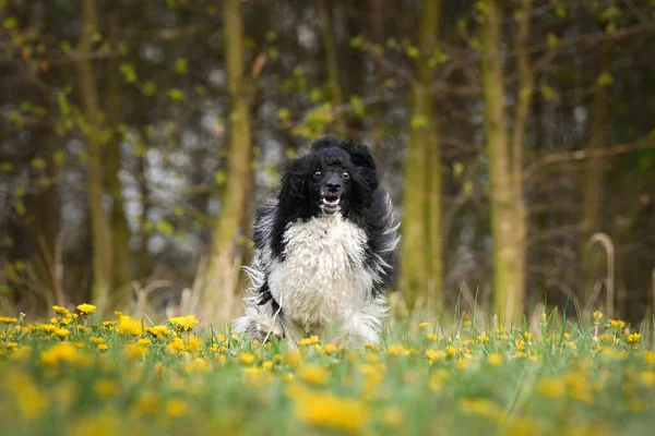 Pudel Hitam Berjalan Dandelion Dia Anak Anjing Yang Baik — Stok Foto