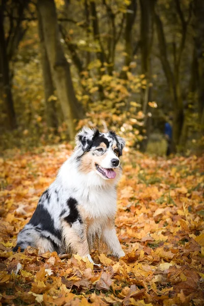 Irrer Australischer Schäferhund Fängt Blätter Der Luft Sie Ist Ein — Stockfoto