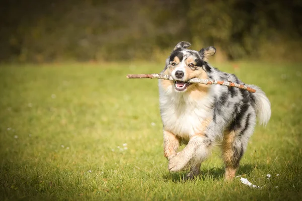 Australian Shepherd Running Field Nature Prague Czech Republic She Very — Stock Photo, Image