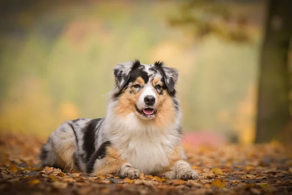 Australian Shepherd Lying Way Nature She Running She Happy — Stock Photo, Image