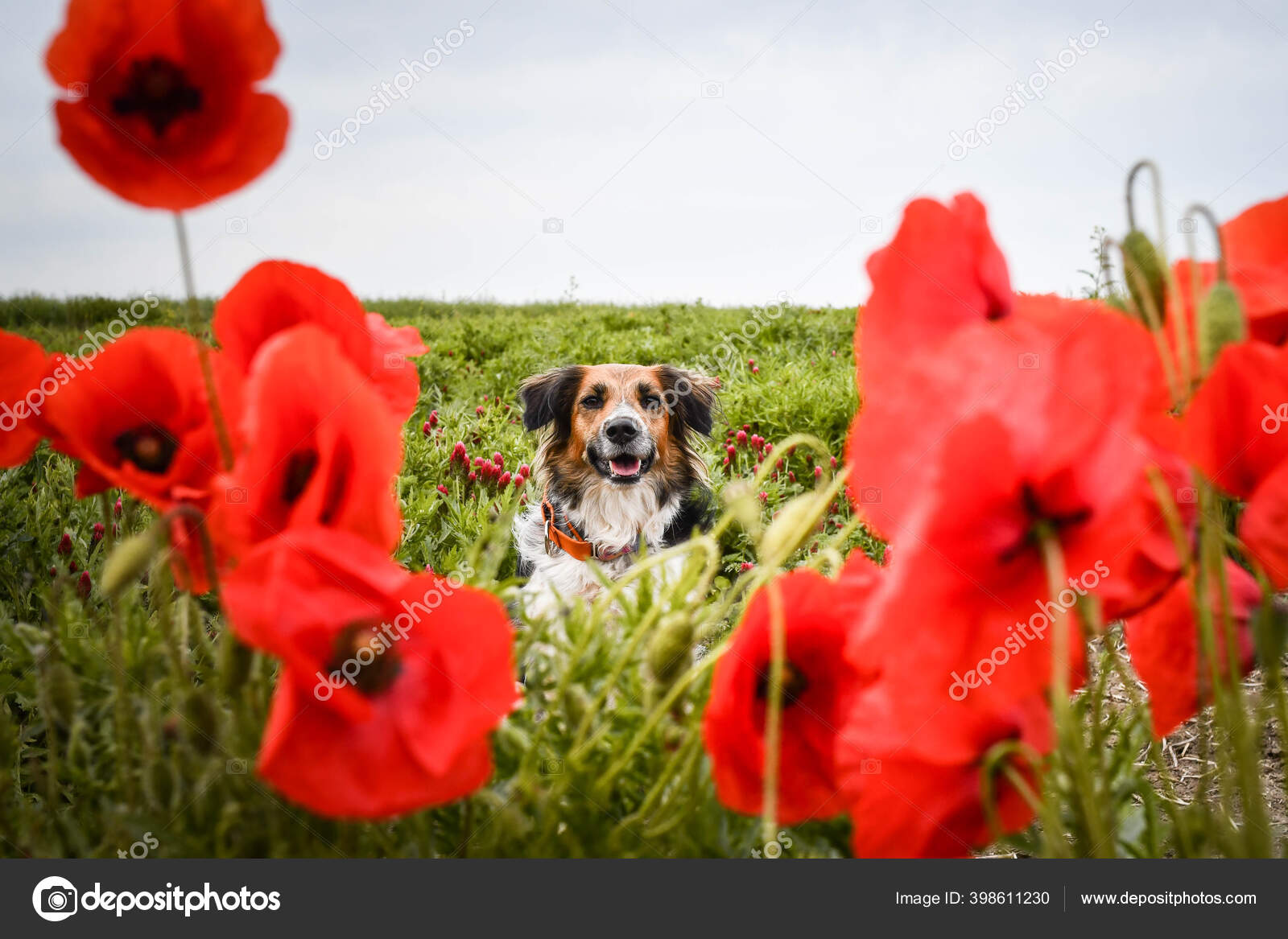 Trop Mignon Images Libres De Droit Photos De Trop Mignon Depositphotos