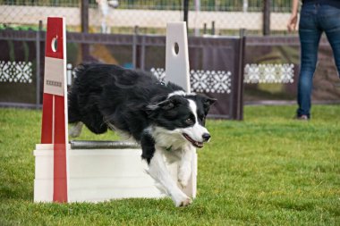 Fotoğraf, Prag, Pesopark 'taki Flyball schampionship' den. İnanılmaz bir deneyimdi. Çok iyi ve hızlıydılar.!