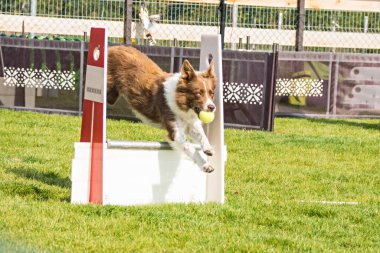 Fotoğraf, Prag, Pesopark 'taki Flyball schampionship' den. Köpeklere bayılırım. Czech Cumhuriyeti 'nin en iyi köpeği vardı..