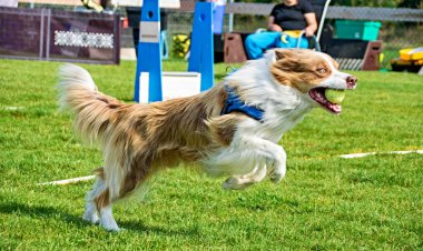 Fotoğraf, Prag, Pesopark 'taki Flyball schampionship' den. İnanılmaz bir deneyimdi. Çok iyi ve hızlıydılar.!