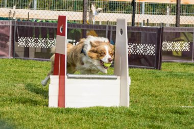 Fotoğraf, Prag, Pesopark 'taki Flyball schampionship' den. Köpeklere bayılırım. Czech Cumhuriyeti 'nin en iyi köpeği vardı..