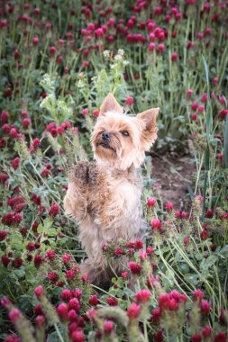 Yorkshire 'ın küçük köpeği kırmızı yonca için yalvarıyor. O kadar uzundu ki atlamak zorunda kaldı..