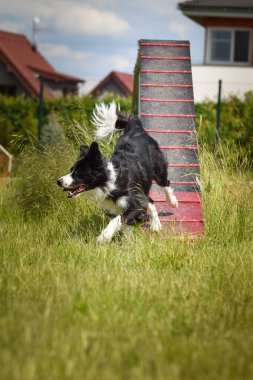 Çılgın siyah-beyaz sınır köpeği çeviklik parkında köpek gezintisinde koşuyor. Rekabet için yeni şeyler öğretiyor..