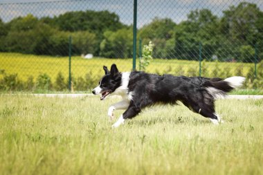 Border Collie 'nin deli kadını dışarıda koşuyor. Çok mutlu ve komik..