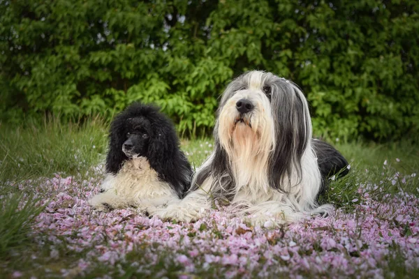 Barbudo Collie Hermano Caniche Hojas Rosadas Flores Les Encanta Fotografiar — Foto de Stock