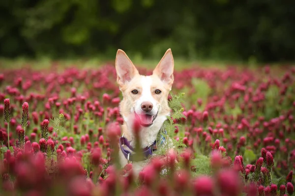 Jung beyaz köpek uzun yonca üzerinde oturuyor. Çok komik bir yüzü var.