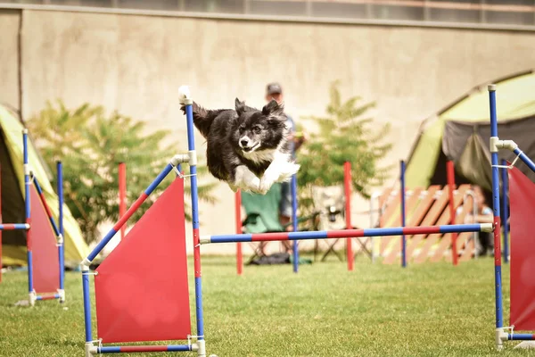 Ratenice yarışmasında üç renkli sınır köpeği çeviklik yarışında. Czech çeviklik yarışmasında inanılmaz bir gündü Ratenice. Sadece büyük yarışmalar vardı..