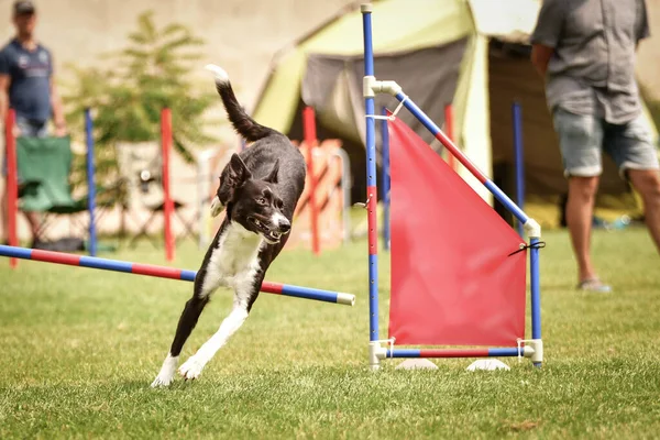 border collie is jumping over the hurdles. Amazing day on czech agility privat training