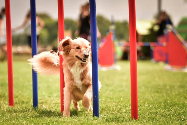 Nova Scotia Bebek Berdentang Retriever Dalam Kelincahan Slalom Pada Kompetisi — Stok Foto