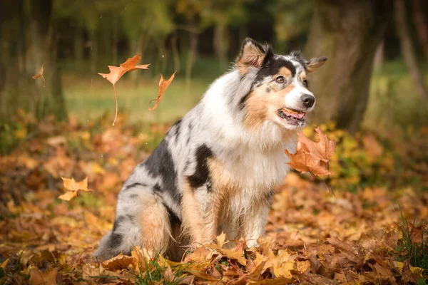 Australische Herder Zit Natuur Rond Zijn Bladeren Lucht Leuke Hond — Stockfoto