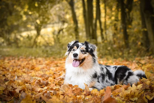 Australian shepherd is lying in nature around are leaves. She is so cute dog.