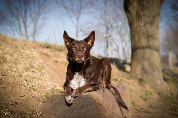 Border Collie Padon Fekszik Őszi Atmoszféra Olyan Bolyhos — Stock Fotó