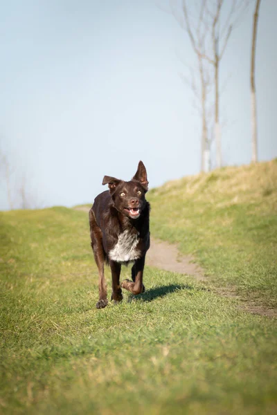 Cachorro Border Collie Está Corriendo Carretera Ella Tan Feliz Perro —  Fotos de Stock