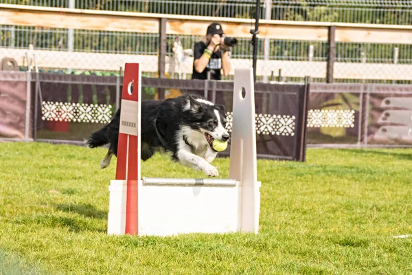 Fotoğraf, Prag, Pesopark 'taki Flyball schampionship' den. İnanılmaz bir deneyimdi. Çok iyi ve hızlıydılar.!