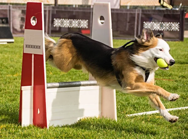 Photo Flyball Schampionship Pesopark Prague Amazing Experience Really Good Fast — Stock Photo, Image