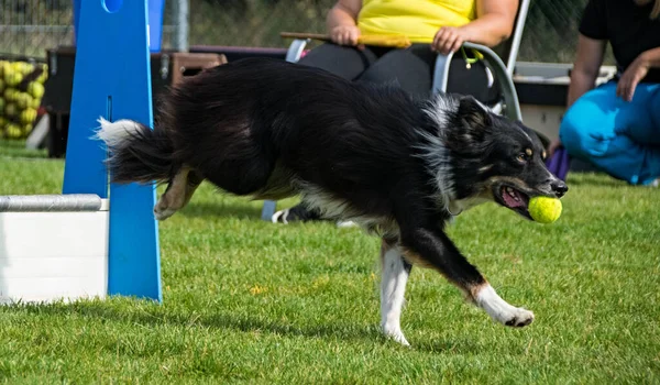 Photo Flyball Schampionship Pesopark Prague 개좋아 공화국에서 최고의 있었다 — 스톡 사진