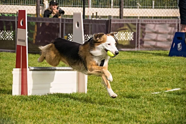 Prag 'daki Uçan Top Şampiyonası' nda Border Collie. Sınır çoban köpeği Prag 'da Çek Şampiyonası' nda