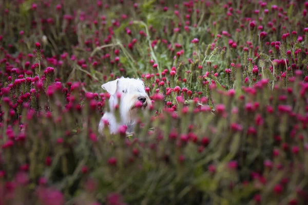 Miniatura Schnauzer Blanco Adulto Está Trébol Carmesí Tiene Una Cara — Foto de Stock