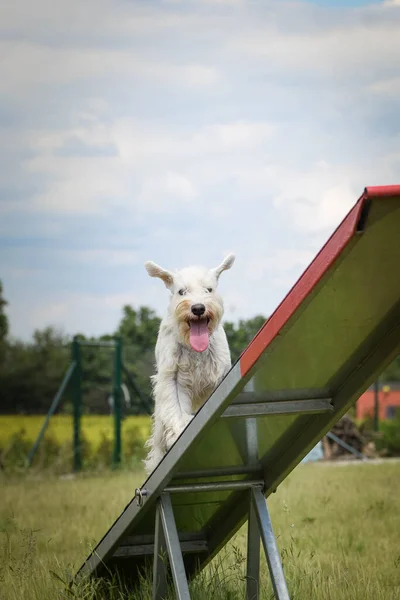 Amazing, crazy white dog is on see-saw. She is so incredible dog on agility.