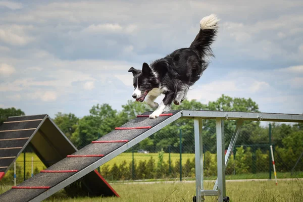 Pazzo Collie Confine Bianco Nero Esecuzione Agilità Parco Sulla Passeggiata — Foto Stock