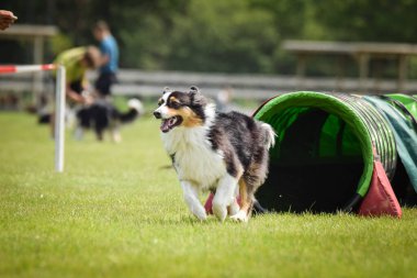 Çeviklik Tüneli 'ndeki Sınır Çobanı. Czech çeviklik yarışmasında harika bir gün. Ortanca uzmanlar. Anlamı A2..