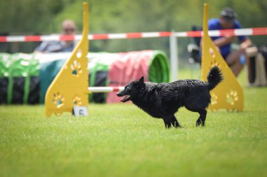 Black Shiperke, Pesopark 'ta çeviklik yarışması düzenliyor. Çok hızlı.